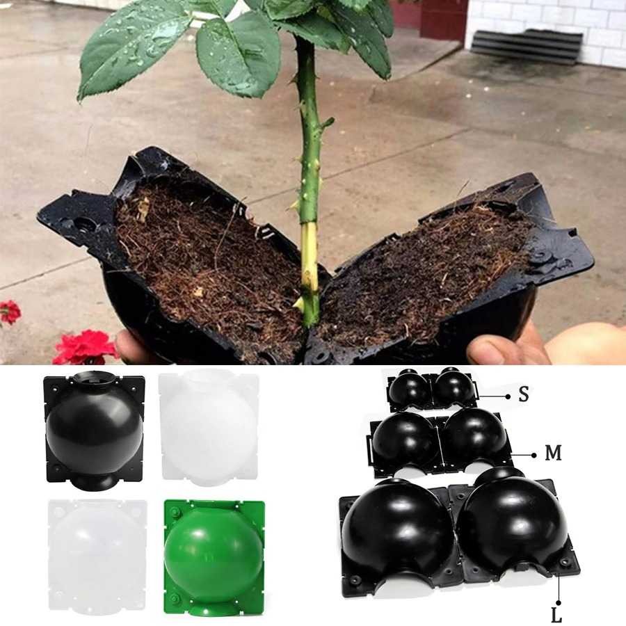 plant-rooting-1